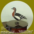 عروس غاز